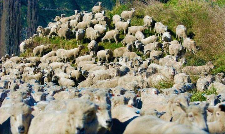 Sheep on a New Zealand hillside