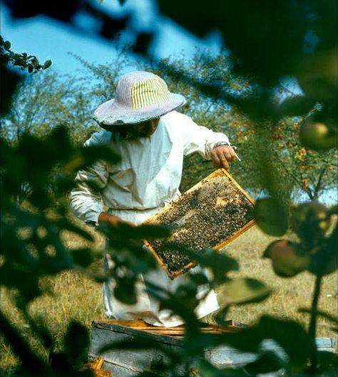 Beekeeper holding a frame